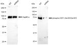 Phospho-HSF1 (Ser303, Ser307) Antibody in Western Blot (WB)