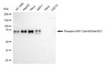 Phospho-HSF1 (Ser303, Ser307) Antibody in Western Blot (WB)