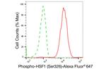 Phospho-HSF1 (Ser326) Antibody in Flow Cytometry (Flow)