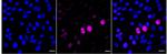 Phospho-HSF1 (Ser326) Antibody in Immunocytochemistry (ICC/IF)