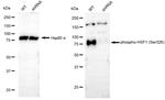 Phospho-HSF1 (Ser326) Antibody in Western Blot (WB)