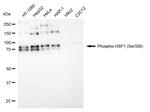Phospho-HSF1 (Ser326) Antibody in Western Blot (WB)