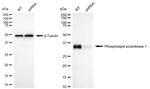 PLSCR1 Antibody in Western Blot (WB)