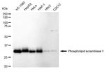 PLSCR1 Recombinant Rabbit Monoclonal Antibody (24GB1550)