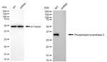 PLSCR3 Antibody in Western Blot (WB)