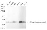 PLSCR3 Recombinant Rabbit Monoclonal Antibody (24GB1345)