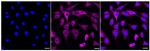 Phospho-MEK1 (Ser298) Recombinant Rabbit Monoclonal Antibody (24GB285)