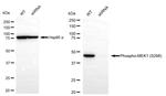 Phospho-MEK1 (Ser298) Antibody in Western Blot (WB)