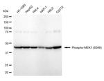 Phospho-MEK1 (Ser298) Antibody in Western Blot (WB)