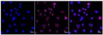 Phospho-MEK1 (Thr292) Antibody in Immunocytochemistry (ICC/IF)