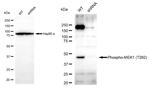 Phospho-MEK1 (Thr292) Antibody in Western Blot (WB)