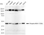 Phospho-MEK1 (Thr292) Antibody in Western Blot (WB)