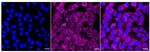 Phospho-mTOR (Ser2448) Recombinant Rabbit Monoclonal Antibody (24GB330)