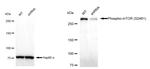 Phospho-mTOR (Ser2481) Antibody in Western Blot (WB)