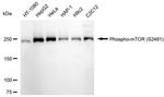 Phospho-mTOR (Ser2481) Antibody in Western Blot (WB)