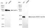 Phospho-NDRG1 (Ser330) Antibody in Western Blot (WB)