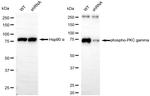 Phospho-PKC gamma (Thr514) Antibody in Western Blot (WB)