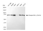 Phospho-PKC gamma (Thr514) Antibody in Western Blot (WB)