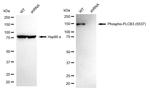 Phospho-PLCB3 (Ser537) Antibody in Western Blot (WB)