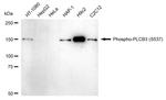 Phospho-PLCB3 (Ser537) Antibody in Western Blot (WB)