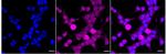 Phospho-Presenilin 1 (Ser310) Recombinant Rabbit Monoclonal Antibody (24GB4510)