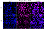 Phospho-RAD17 (Ser656) Antibody in Immunocytochemistry (ICC/IF)
