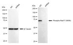 Phospho-RAD17 (Ser656) Antibody in Western Blot (WB)