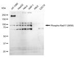 Phospho-RAD17 (Ser656) Recombinant Rabbit Monoclonal Antibody (24GB795)