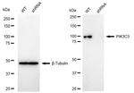 VPS34 Antibody in Western Blot (WB)