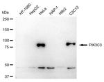 VPS34 Antibody in Western Blot (WB)