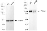 PIWIL1 Antibody in Western Blot (WB)