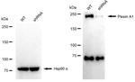 Plexin-A1 Antibody in Western Blot (WB)