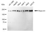 Plexin-A1 Recombinant Rabbit Monoclonal Antibody (24GB1245)