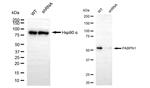 PABPN1 Antibody in Western Blot (WB)
