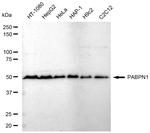 PABPN1 Antibody in Western Blot (WB)