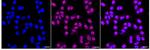 PMF1 Recombinant Rabbit Monoclonal Antibody (24GB985)