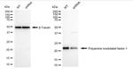 PMF1 Antibody in Western Blot (WB)
