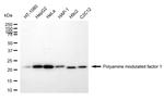 PMF1 Antibody in Western Blot (WB)