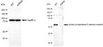 PP5 Antibody in Western Blot (WB)