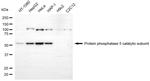PP5 Antibody in Western Blot (WB)