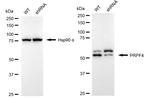 PRPF4 Antibody in Western Blot (WB)