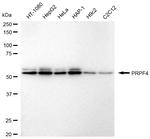 PRPF4 Antibody in Western Blot (WB)