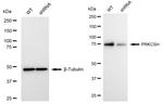 PRKCSH Antibody in Western Blot (WB)