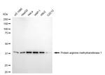 PRMT1 Recombinant Rabbit Monoclonal Antibody (24GB5045)
