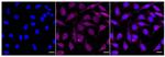 PRMT5 Recombinant Rabbit Monoclonal Antibody (24GB845)