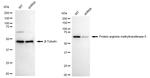 PRMT5 Antibody in Western Blot (WB)