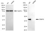 PRMT6 Antibody in Western Blot (WB)