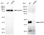 PAR4 Antibody in Western Blot (WB)