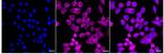 EBP1 Recombinant Rabbit Monoclonal Antibody (24GB580)