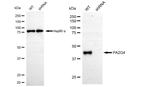 EBP1 Antibody in Western Blot (WB)